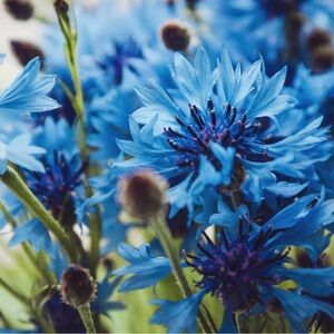 Meet your Posher, Nicolette